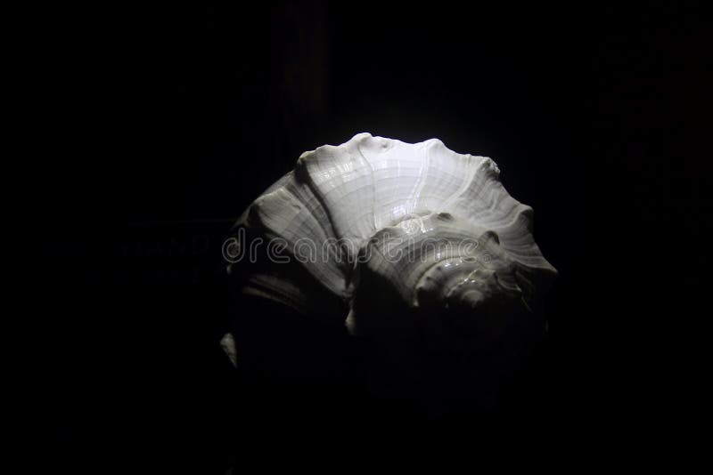 Witte overzeese shell royalty-vrije stock afbeelding Witte overzeese shell royalty-vrije stock afbeelding