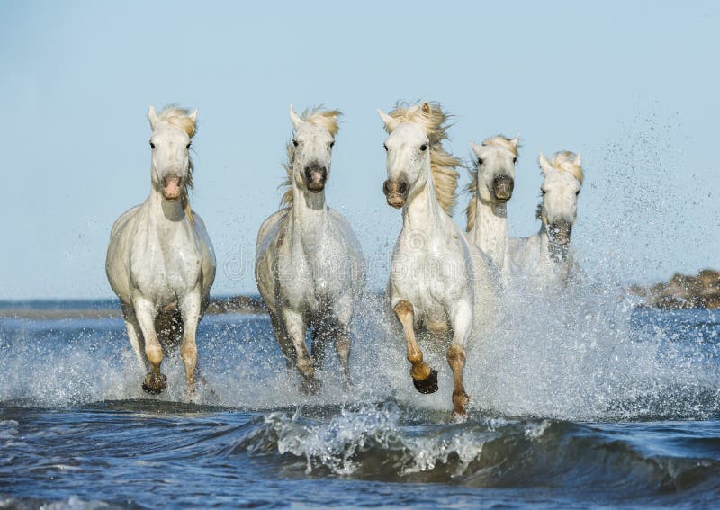 Witte paarden die in het water galopperen royalty-vrije stock fotografie Witte paarden die in het water galopperen royalty-vrije stock fotografie