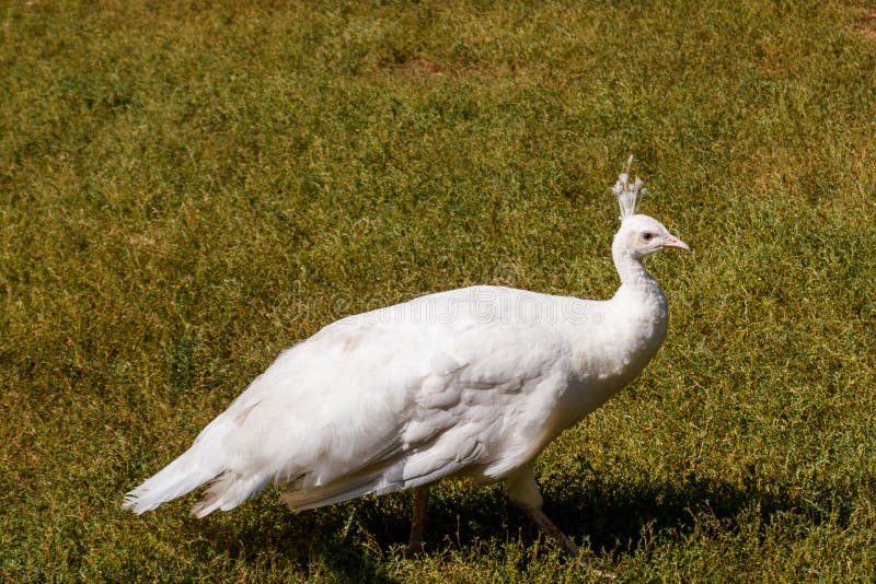 White peafowl or Indian peafowl Pavo cristatus. White peafowl or Indian peafowl Pavo cristatus
