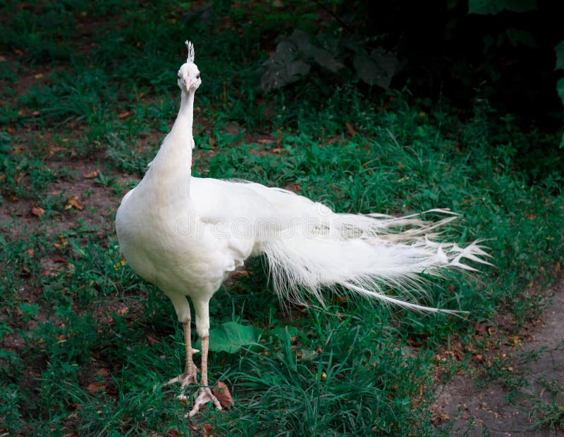 Snow-white bird peafowl peahen with crown walks on green grass in zoo. Snow-white bird peafowl peahen with crown walks on green grass in zoo
