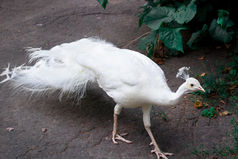 Snow-white bird peafowl peahen with crown walks on ground in zoo. Snow-white bird peafowl peahen with crown walks on ground in zoo