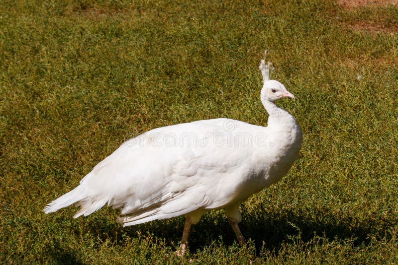 White peafowl or Indian peafowl Pavo cristatus. White peafowl or Indian peafowl Pavo cristatus