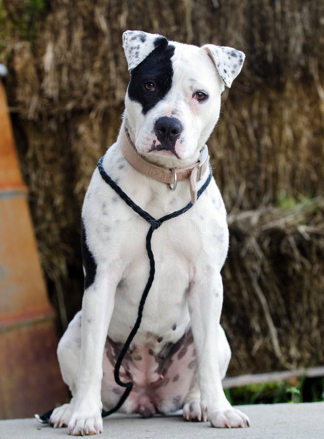 White Dog With Black Eye Patch White Dog With Black Eye Patch