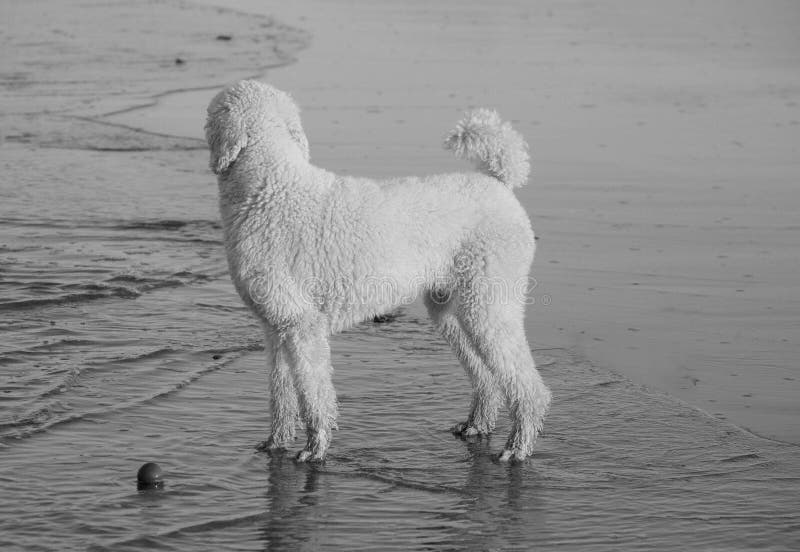 Witte poedel op strand royalty-vrije stock afbeeldingen Witte poedel op strand royalty-vrije stock afbeeldingen