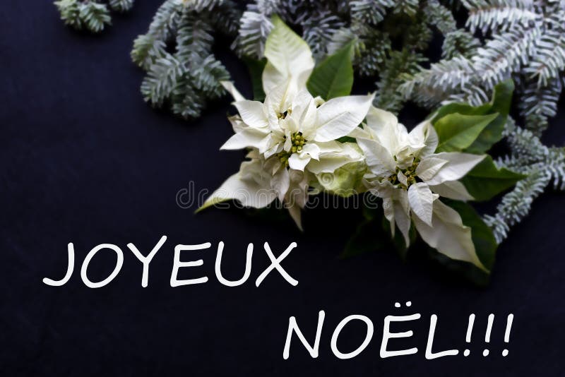 Witte poinsettiabloem met spar en sneeuw op donkere achtergrond Elegante prentbriefkaar De groetenkaart van Kerstmis christmastim vector illustratie Witte poinsettiabloem met spar en sneeuw op donkere achtergrond Elegante prentbriefkaar De groetenkaart van Kerstmis christmastim vector illustratie
