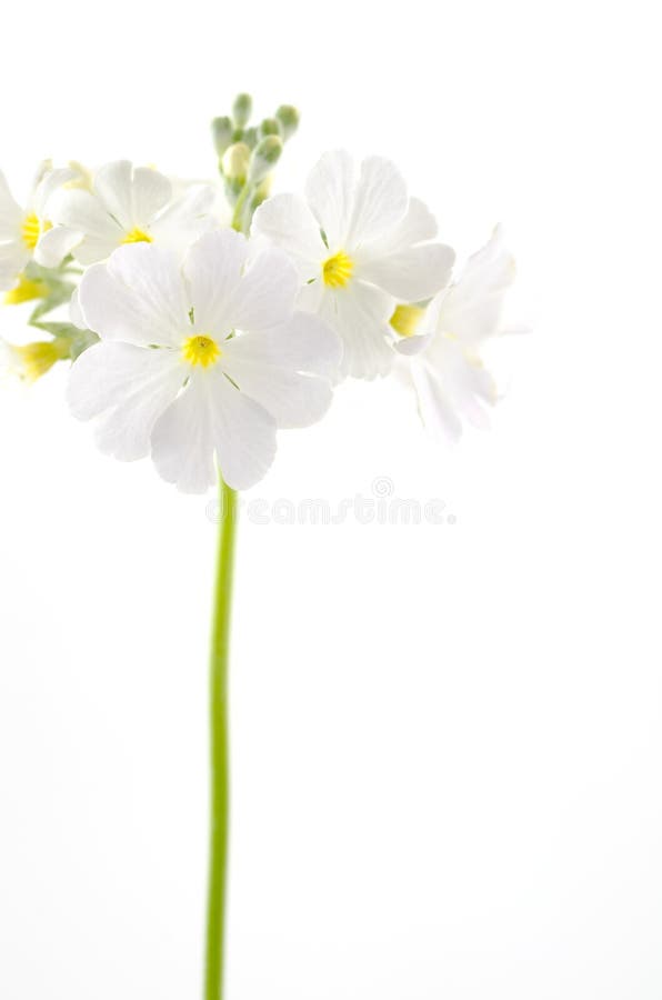 Witte primula bloem royalty-vrije stock afbeeldingen