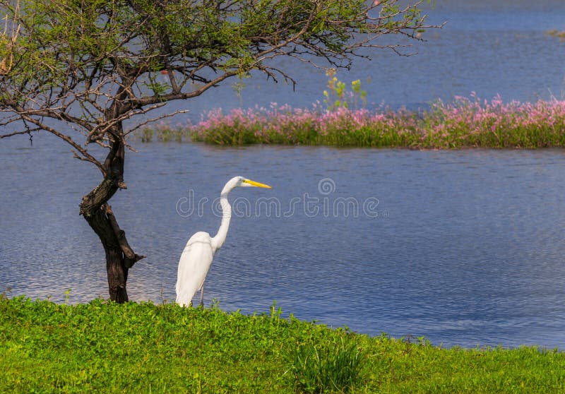 Witte Reiger en kleine boom op de kust van een meer stock foto Witte Reiger en kleine boom op de kust van een meer stock foto