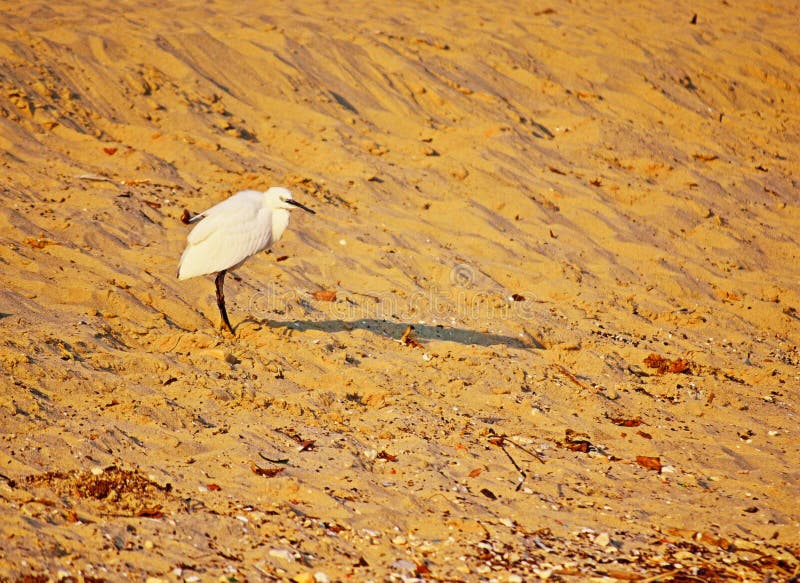 Download Witte Reigervogel Op Zandig Strand Stock Foto - Afbeelding bestaande uit vreemd, droevig: 107701082