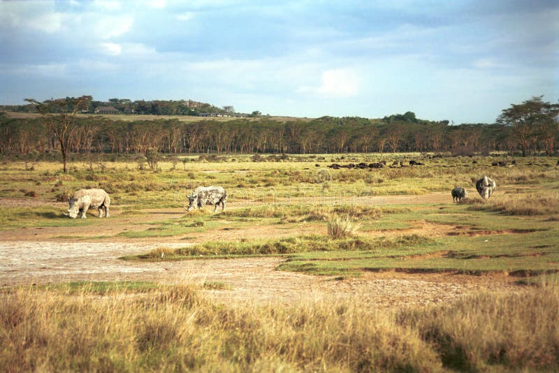 Witte rinocerossen, Meer Nakuru National Park, Kenia royalty-vrije stock fotografie Witte rinocerossen, Meer Nakuru National Park, Kenia royalty-vrije stock fotografie