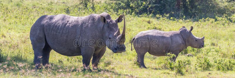 Witte Rinocerossen van Nakuru royalty-vrije stock fotografie Witte Rinocerossen van Nakuru royalty-vrije stock fotografie