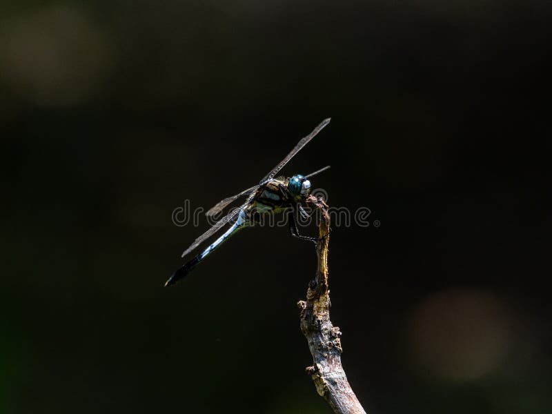 A white-tailed skimmer, orthetrum albistylum, perched on a twig in a garden near Yokohama, Japan. A white-tailed skimmer, orthetrum albistylum, perched on a twig in a garden near Yokohama, Japan