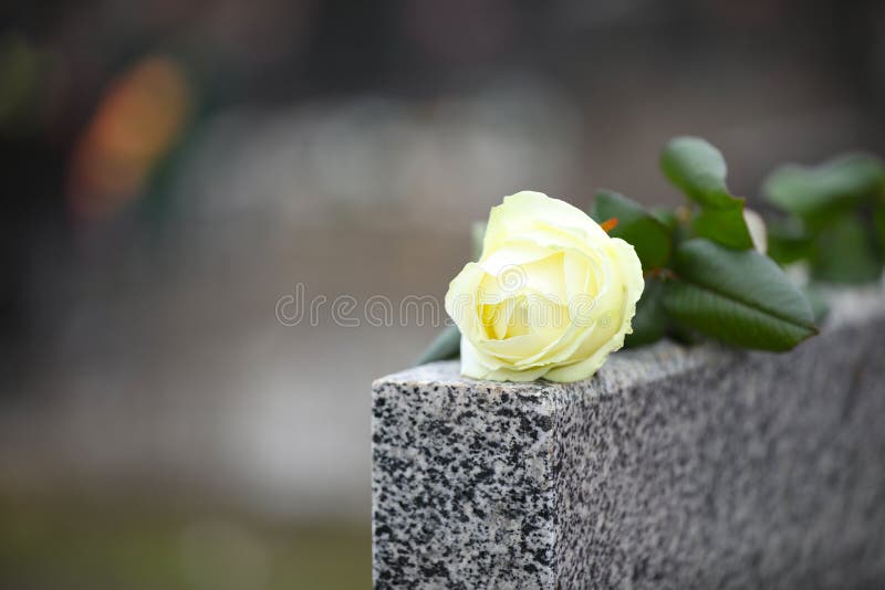 Witte roos op grijze granietgrafsteen, ruimte voor tekst begrafenisceremonie