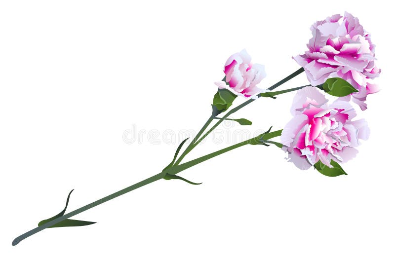Witte roze anjerbloem op groen steelboeket vector illustratie Witte roze anjerbloem op groen steelboeket vector illustratie