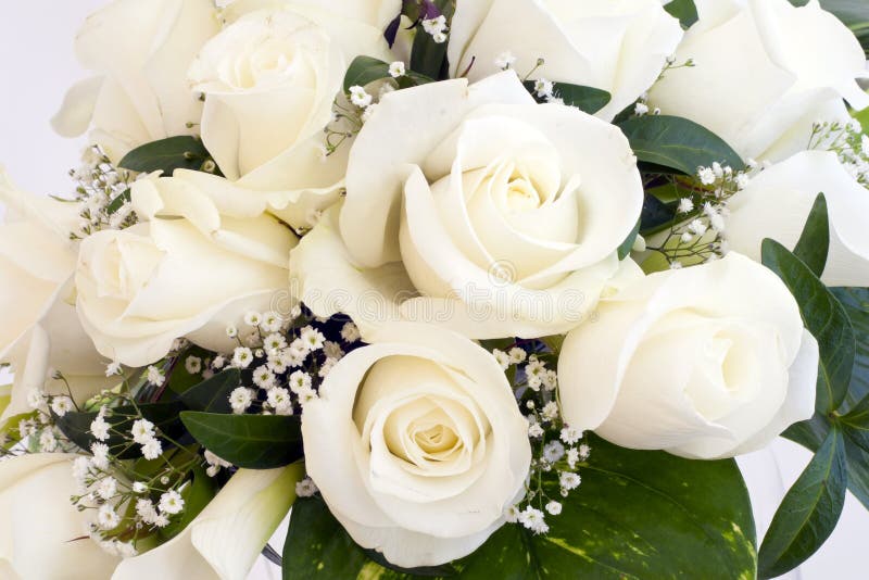 Witte rozen royalty-vrije stock afbeeldingen