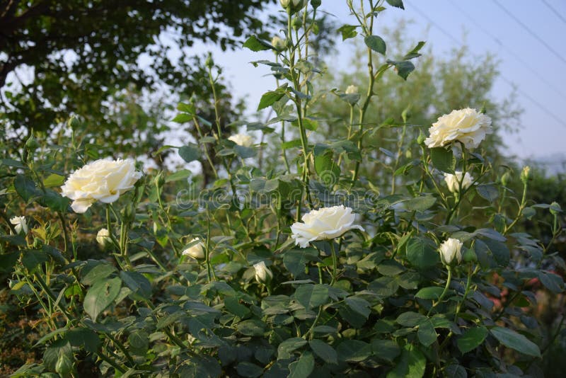  Witte rozen royalty-vrije stock fotografie