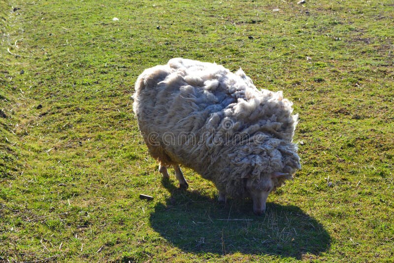 Witte schapen op gras Landelijk landschap De dieren van het landbouwbedrijf Schapenbont royalty-vrije stock afbeeldingen Witte schapen op gras Landelijk landschap De dieren van het landbouwbedrijf Schapenbont royalty-vrije stock afbeeldingen