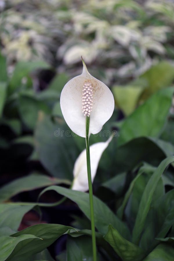 Witte Taiflower op de boom De witte installatie van de flamingobloem is een anthurium die voor een uitstekend gebladerte maakt stock foto's Witte Taiflower op de boom De witte installatie van de flamingobloem is een anthurium die voor een uitstekend gebladerte maakt stock foto's