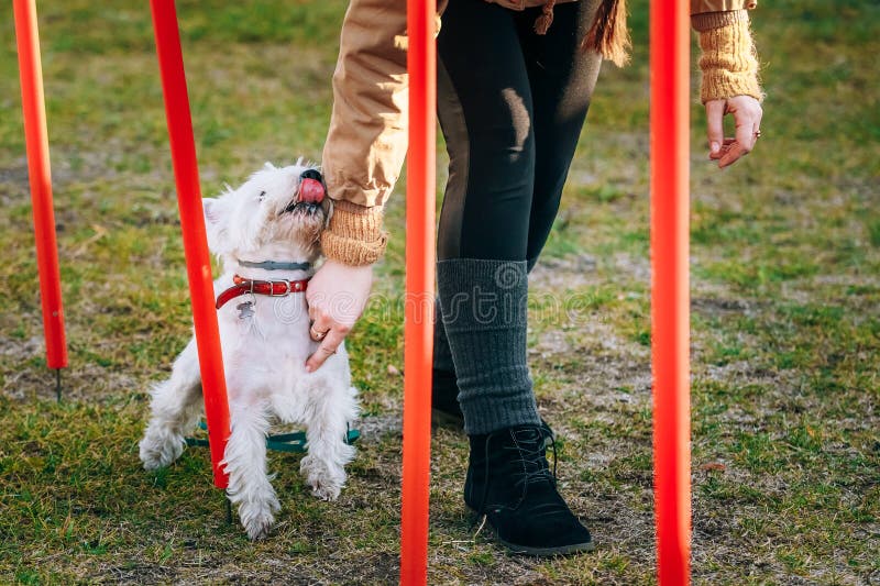 Witte terrierdog die van het het westenhoogland behendigheid doen - lopende slalom stock fotografie Witte terrierdog die van het het westenhoogland behendigheid doen - lopende slalom stock fotografie