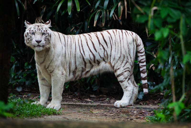 Witte tijger in bos royalty-vrije stock afbeelding Witte tijger in bos royalty-vrije stock afbeelding