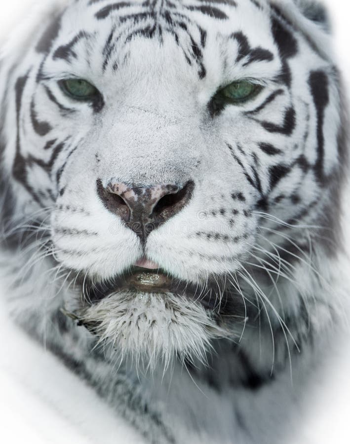 Close-up van het hoofd van een witte tijger royalty-vrije stock afbeelding