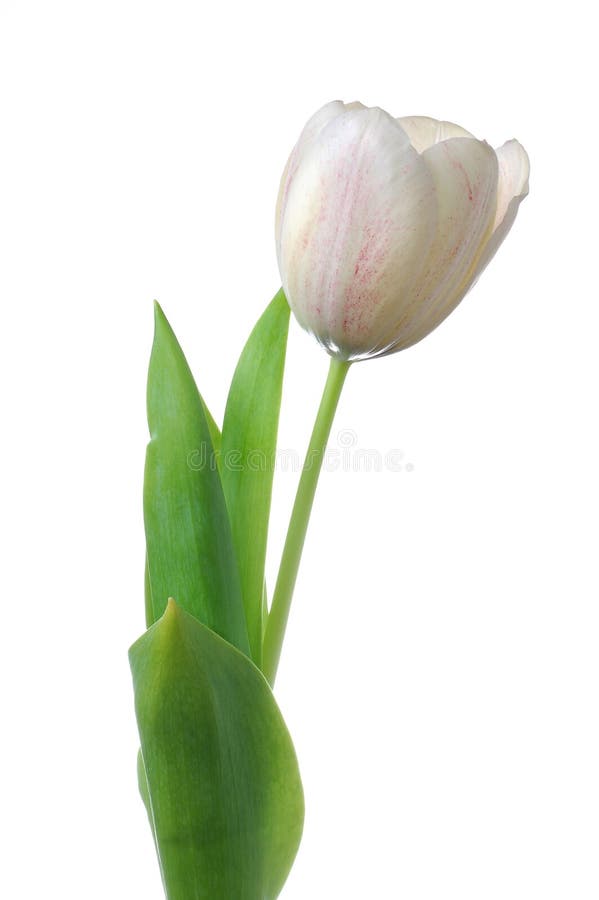 Witte tulpenbloem royalty-vrije stock afbeelding Witte tulpenbloem royalty-vrije stock afbeelding