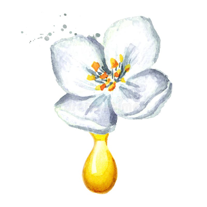 Witte van de jasmijnbloem en etherische olie daling Kuuroord en Aromatherapy Waterverfhand getrokken die illustratie op wit wordt stock illustratie Witte van de jasmijnbloem en etherische olie daling Kuuroord en Aromatherapy Waterverfhand getrokken die illustratie op wit wordt stock illustratie