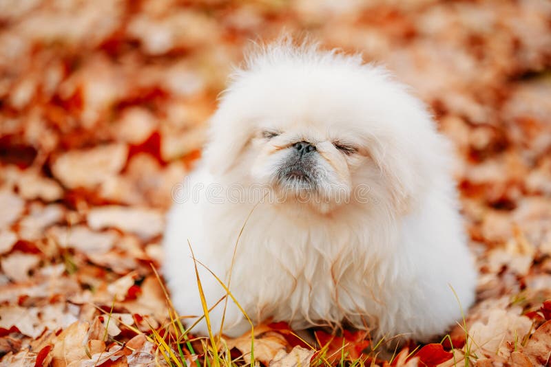 Witte van het de Pekineesjong van de Pekineespekinees het Puppyhond stock fotografie Witte van het de Pekineesjong van de Pekineespekinees het Puppyhond stock fotografie