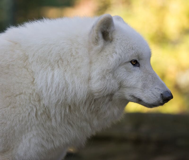 Witte Wolf stock foto's