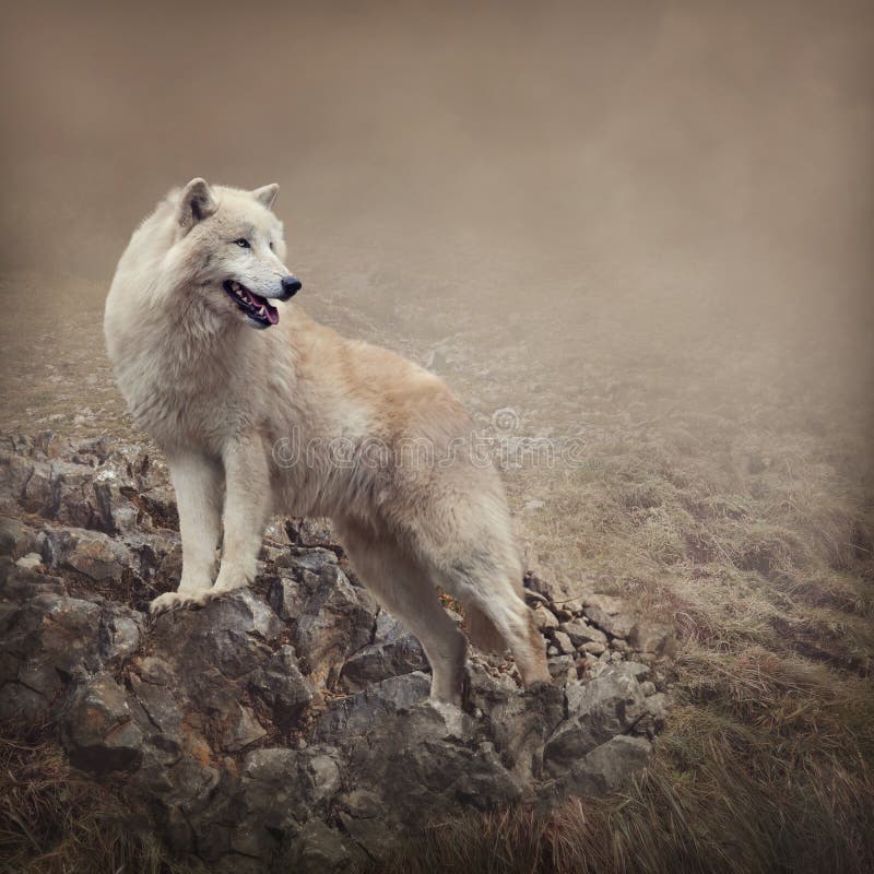 Witte wolf