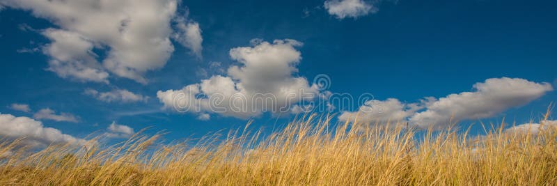 Witte wolken tegen de blauwe hemel en het droge gras aan een pluimgras De banner van het Web stock foto Witte wolken tegen de blauwe hemel en het droge gras aan een pluimgras De banner van het Web stock foto