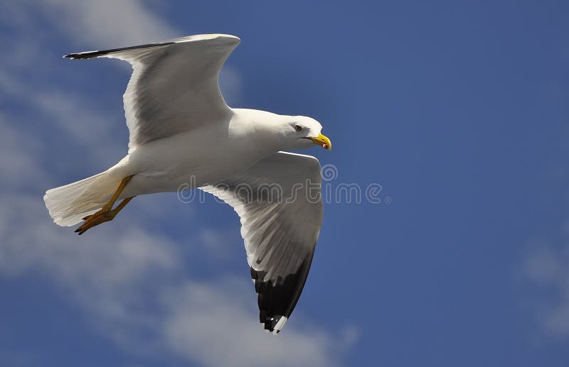 Witte zeemeeuw die tegen de blauwe hemel vliegen royalty-vrije stock afbeelding Witte zeemeeuw die tegen de blauwe hemel vliegen royalty-vrije stock afbeelding
