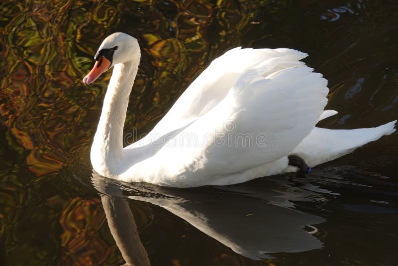 Witte zwaan in de herfst in Nederland stock fotografie Witte zwaan in de herfst in Nederland stock fotografie