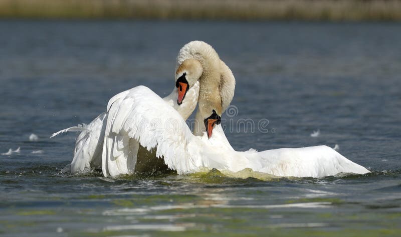 Two swans on a lake. Two swans on a lake