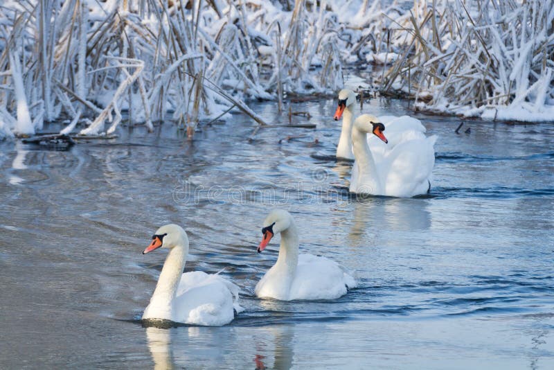 White swans in the river at winter. White swans in the river at winter