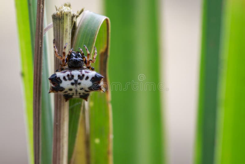 Wizerunek czarno biały Sspiny Spidergasteracantha kuhlii obraz royalty free Wizerunek czarno biały Sspiny Spidergasteracantha kuhlii obraz royalty free