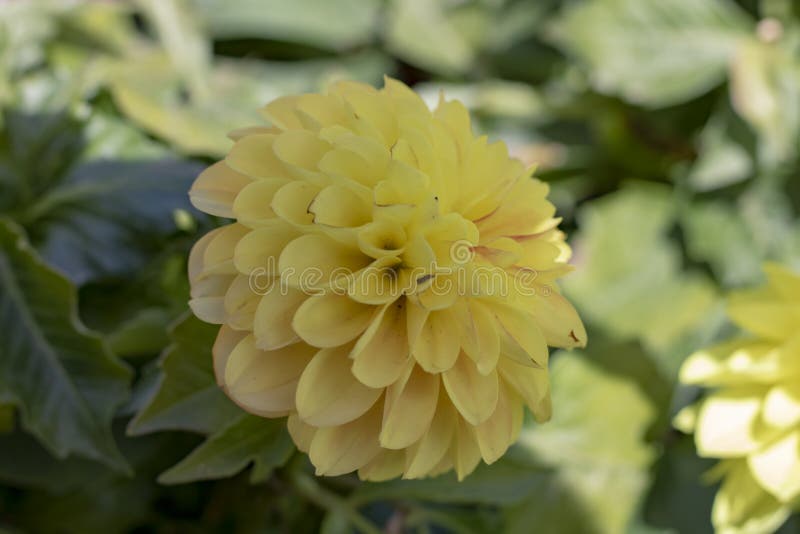 Wizerunek dalii pinnata kwiat obraz royalty free Wizerunek dalii pinnata kwiat obraz royalty free