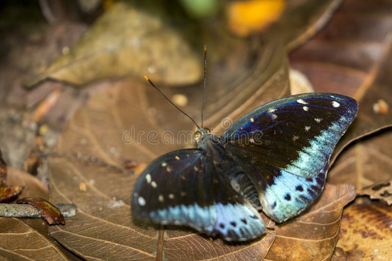 Wizerunek Pospolity Archduke Butterflymale obraz stock Wizerunek Pospolity Archduke Butterflymale obraz stock