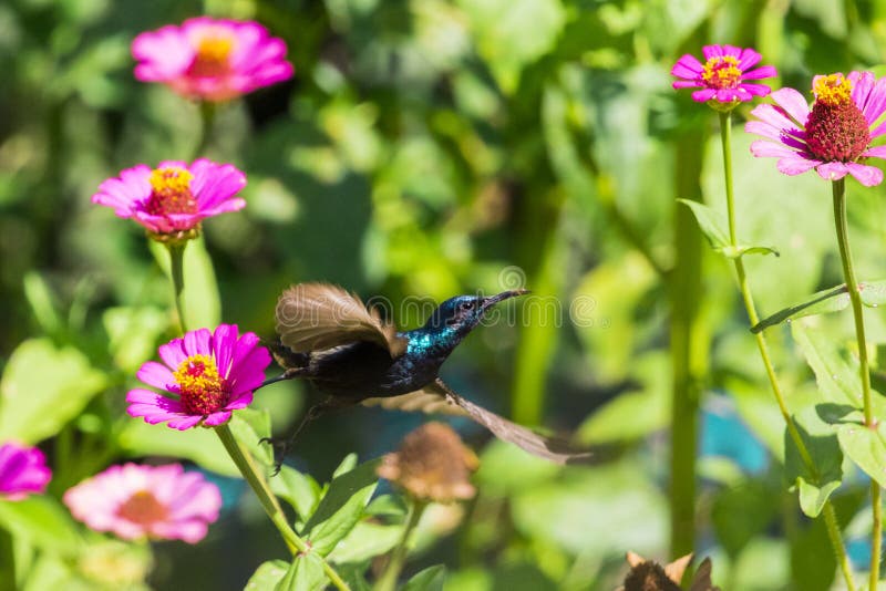 Wizerunek ptasi purpurowy sunbird obrazy royalty free