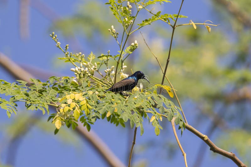 Wizerunek ptasi purpurowy sunbird zdjęcie royalty free