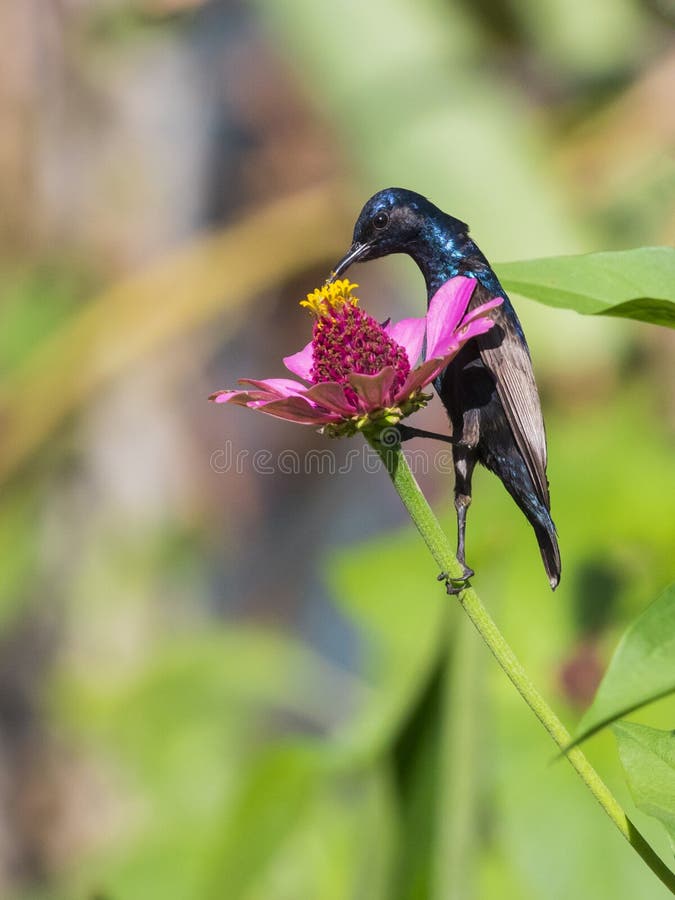 Wizerunek ptasi purpurowy sunbird fotografia stock