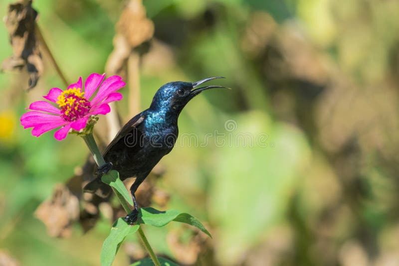 Wizerunek ptasi purpurowy sunbird fotografia stock