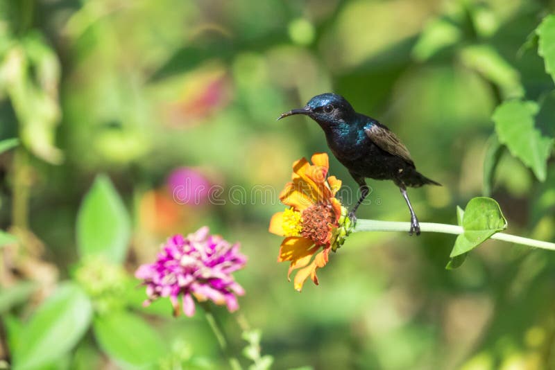 Wizerunek ptasi purpurowy sunbird obrazy stock