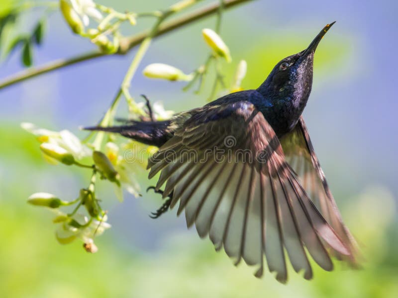 Wizerunek ptasi purpurowy sunbird obraz royalty free