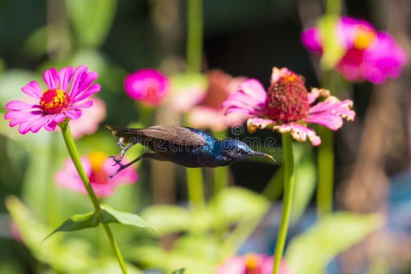 Wizerunek ptasi purpurowy sunbird zdjęcia stock