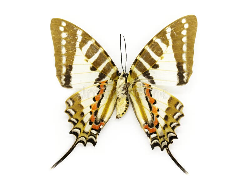 Wizerunek punktu Swordtail Graphium Motyli nomius zdjęcie stock Wizerunek punktu Swordtail Graphium Motyli nomius zdjęcie stock