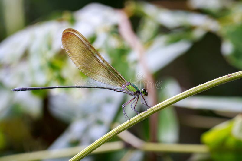 Wizerunek Vestalis gracilis dragonflyAmphipterygidae fotografia stock Wizerunek Vestalis gracilis dragonflyAmphipterygidae fotografia stock