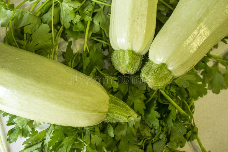 Wiązka biały zucchini od ekologicznego agricuture nad pietruszki tłem zdjęcie royalty free Wiązka biały zucchini od ekologicznego agricuture nad pietruszki tłem zdjęcie royalty free