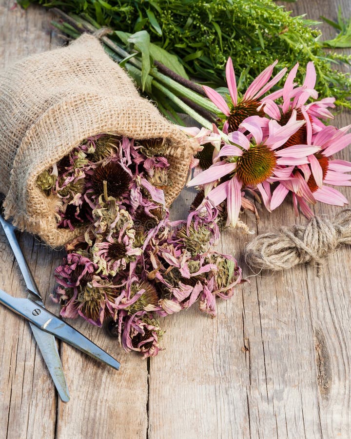 Wiązka leczniczy coneflowers, estragon i worek z wysuszonym echinem, zdjęcia stock Wiązka leczniczy coneflowers, estragon i worek z wysuszonym echinem, zdjęcia stock