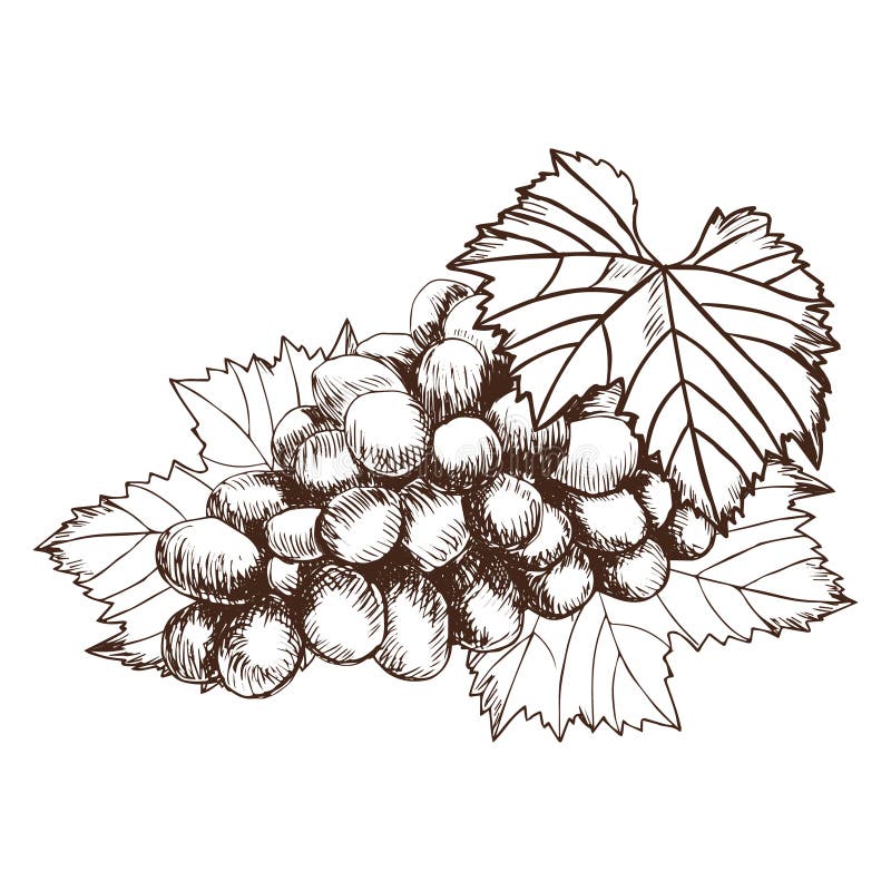 Wiązka winogrona nakreślenia stylu wektoru ilustracja Stara rytownictwo imitacja ręka patroszona ilustracji Wiązka winogrona nakreślenia stylu wektoru ilustracja Stara rytownictwo imitacja ręka patroszona ilustracji
