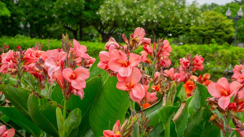 Bunches of pink petals of Canna Lily know as Indian short plant or Bulsarana flower blossom on green leaves in a garden public park. Bunches of pink petals of Canna Lily know as Indian short plant or Bulsarana flower blossom on green leaves in a garden public park